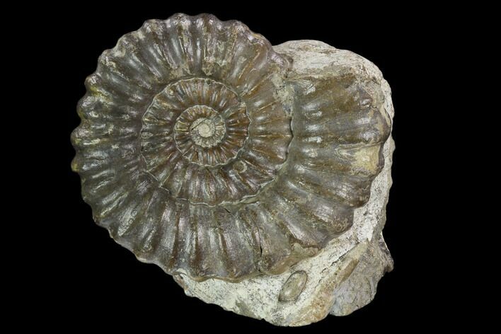 3.8" Fossil (Androgynoceras) Ammonite  - Germany